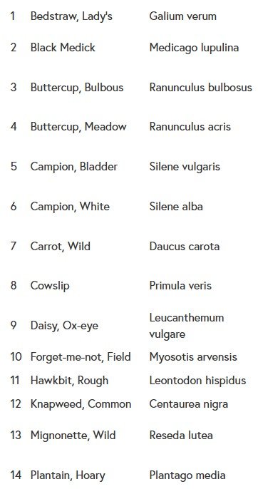 "Sand Dune" wildflower seed ball tube (for sand & dry soils) - Image 4