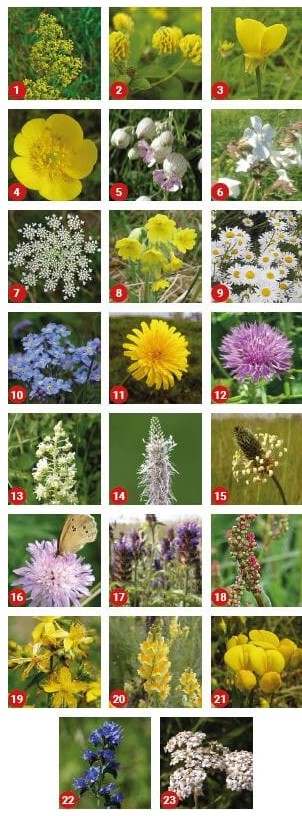 "Sand Dune" wildflower seed ball tube (for sand & dry soils) - Image 3