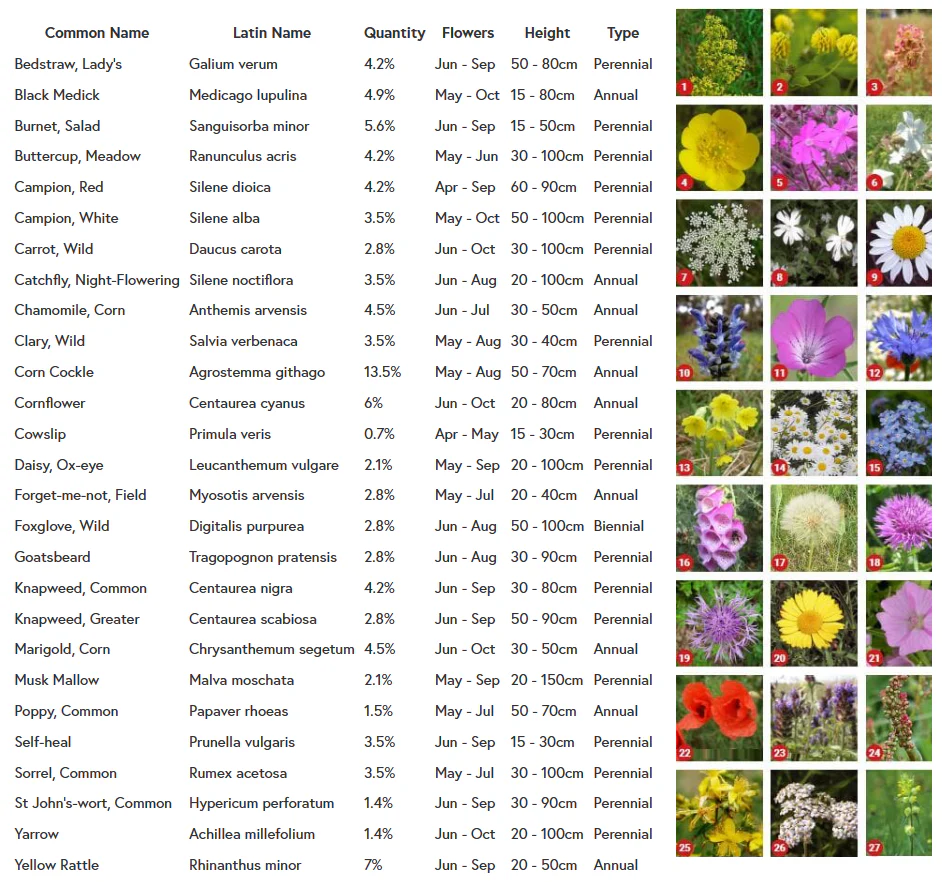 "Brilliant Blooms" sustainable wildflower party favours - Image 4