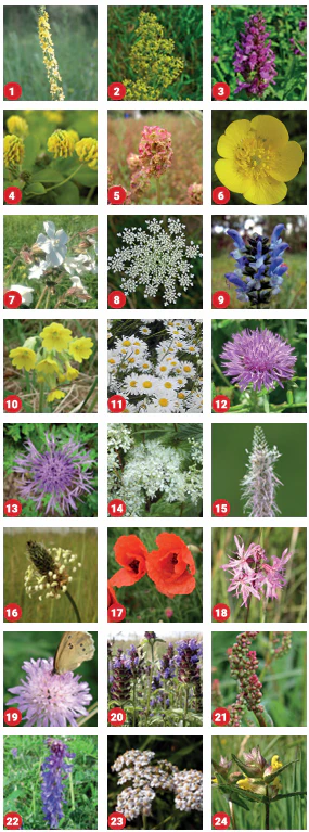 "Claggy Clay" wildflower seed ball tube (for clay soils) - Image 7