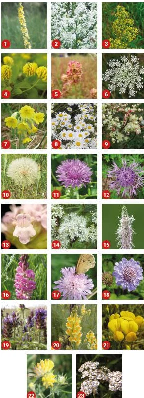 "Enchanting Chalk" wildflower seed ball tube (for chalk soils) - Image 6
